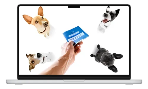 JAS pet licensing app intro image